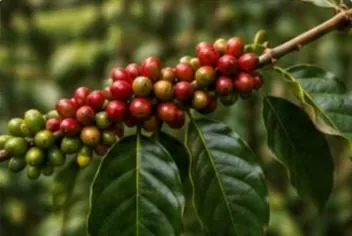 البن