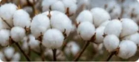 القطن