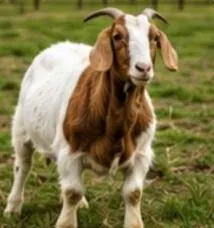 الماعز
